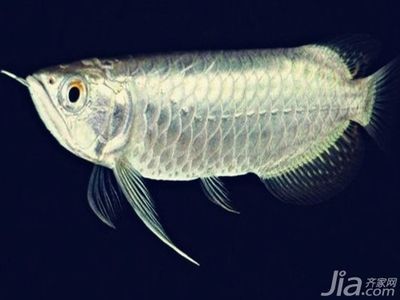白金龍魚價格多少錢一只（白金龍魚價格-最新白龍魚價格批發報價） 白金龍魚價格多少錢一只（白金龍魚價格-最新白龍魚價格批發報價） 龍魚百科 第1張