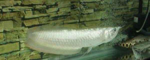 銀龍魚爛須子怎么回事（銀龍魚爛須子可能由多種原因引起） 銀龍魚爛須子怎么回事（銀龍魚爛須子可能由多種原因引起） 龍魚百科 第2張