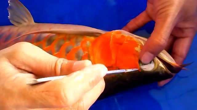龍魚掉眼手術有什么用：如何預防龍魚掉眼，龍魚掉眼手術費用多少 龍魚掉眼手術有什么用：如何預防龍魚掉眼，龍魚掉眼手術費用多少 龍魚百科 第3張