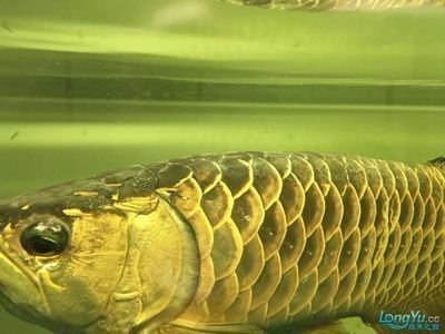 龍魚掉眼手術有什么用：如何預防龍魚掉眼，龍魚掉眼手術費用多少 龍魚掉眼手術有什么用：如何預防龍魚掉眼，龍魚掉眼手術費用多少 龍魚百科 第2張