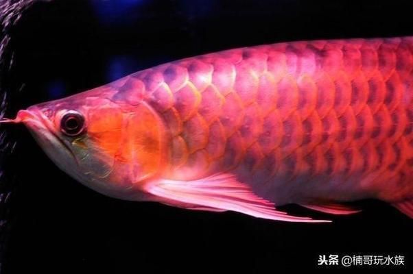 什么品種紅龍魚最貴的魚：特種血紅龍魚、大紅龍魚、橙紅龍魚、橙紅龍魚、橙紅龍魚的區(qū)別