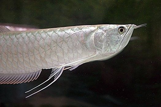 銀龍魚的圖片價格高清大圖