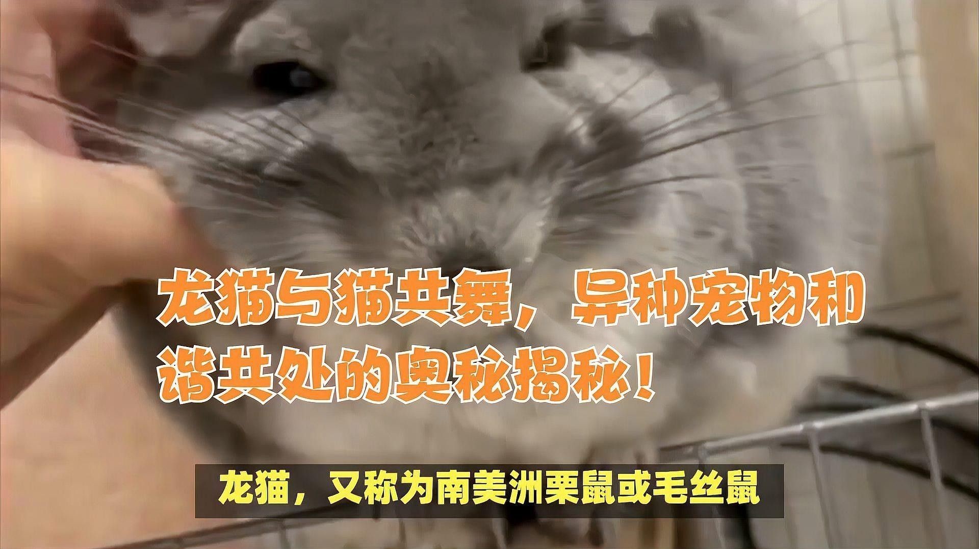 龍貓和貓有哪些不同的習(xí)性？