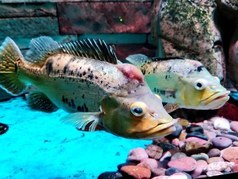 金龍魚和皇冠三間混養怎樣配對視頻：金龍魚和皇冠三間混養視頻展示金龍魚和皇冠三間混養 金龍魚和皇冠三間混養怎樣配對視頻：金龍魚和皇冠三間混養視頻展示金龍魚和皇冠三間混養 龍魚百科 第2張