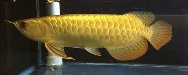 金龍魚和皇冠三間混養怎樣配對視頻：金龍魚和皇冠三間混養視頻展示金龍魚和皇冠三間混養 金龍魚和皇冠三間混養怎樣配對視頻：金龍魚和皇冠三間混養視頻展示金龍魚和皇冠三間混養 龍魚百科 第1張