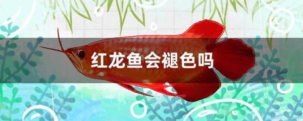 紅龍魚(yú)發(fā)色的最佳溫度（紅龍魚(yú)發(fā)色的最佳溫度為28-[需手動(dòng)填充]28-[需手動(dòng)填充]）