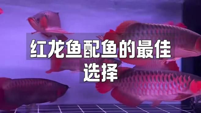 紅龍魚和七彩混養(yǎng)好嗎 紅龍魚和七彩混養(yǎng)好嗎 龍魚百科 第2張