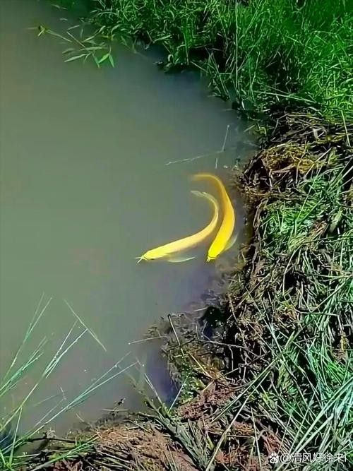 金龍魚翹嘴圖片高清