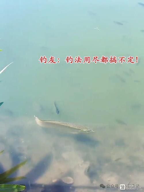 金龍魚翹嘴圖片高清