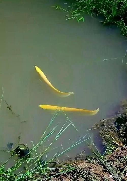 金龍魚翹嘴圖片高清