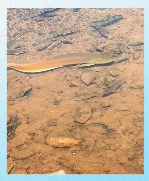 金龍魚翹嘴圖片高清