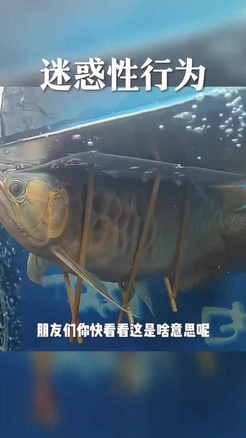 金龍魚翹嘴圖片高清
