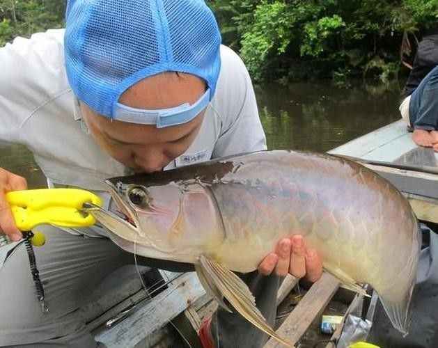 金龍魚翹嘴圖片高清