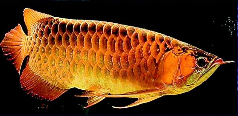 金龍魚翹嘴圖片高清