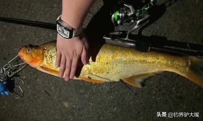 金龍魚翹嘴圖片高清