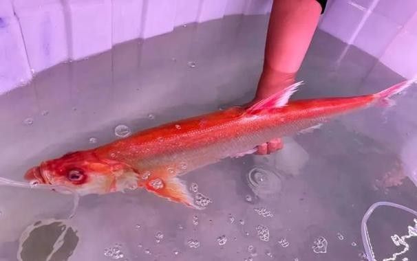 金龍魚翹嘴圖片高清
