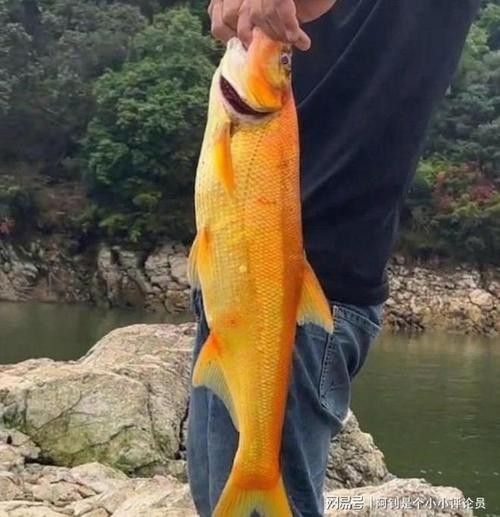 金龍魚翹嘴圖片高清