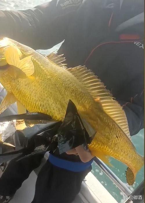 金龍魚翹嘴圖片高清