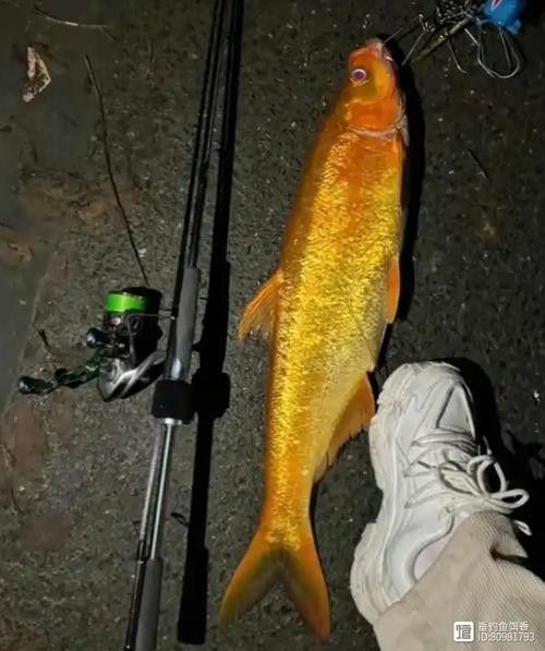 金龍魚翹嘴圖片高清