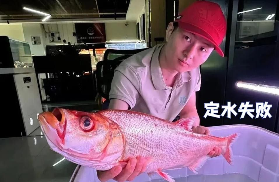 金龍魚翹嘴圖片高清