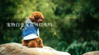金龍魚顏色突然變白 金龍魚顏色突然變白 龍魚百科 第4張