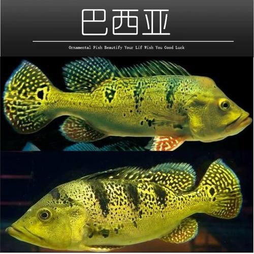 巴西亞魚和金龍魚能混養嗎圖片對比