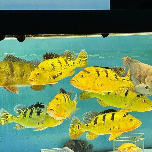 巴西亞魚和金龍魚能混養嗎圖片對比