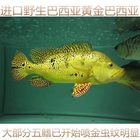 巴西亞魚和金龍魚能混養嗎圖片對比