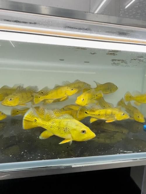 巴西亞魚和金龍魚能混養嗎圖片對比