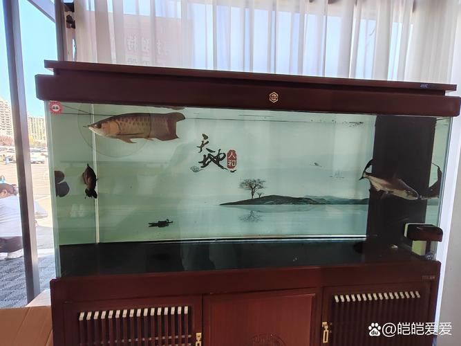 巴西亞魚和金龍魚能混養嗎圖片對比