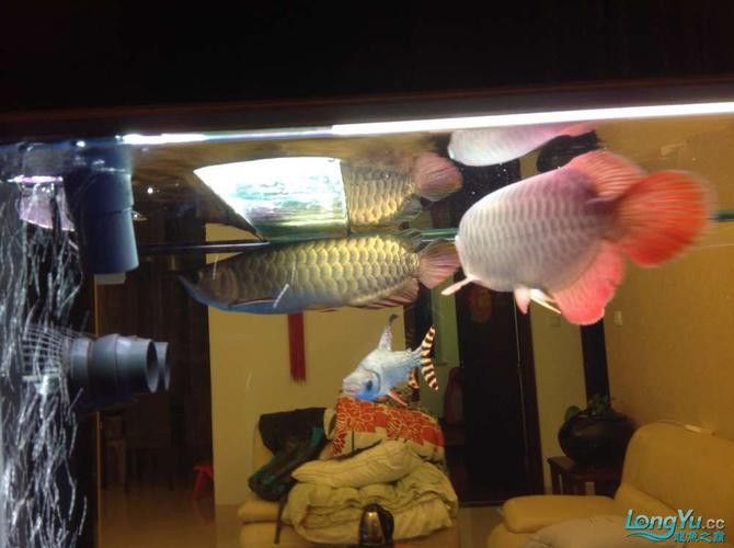 巴西亞魚和金龍魚能混養嗎圖片對比