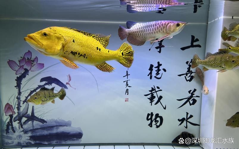 巴西亞魚和金龍魚能混養嗎圖片對比