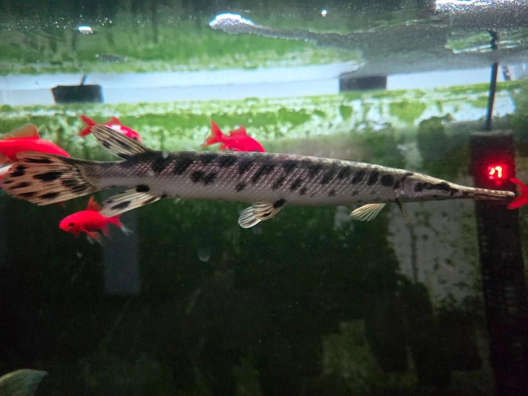 巴西亞魚和金龍魚能混養嗎圖片對比