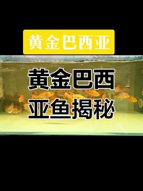 巴西亞魚和金龍魚能混養嗎圖片對比