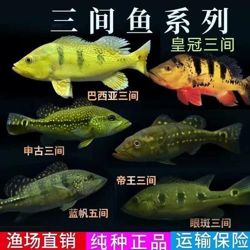 巴西亞魚和金龍魚能混養嗎圖片對比