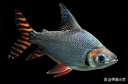巴西亞魚和金龍魚能混養嗎圖片對比