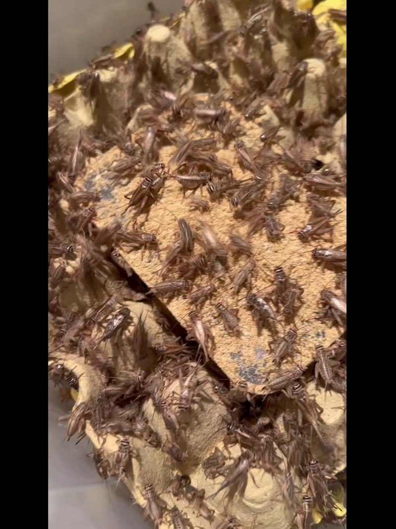 蜥蜴作為龍魚食物是否安全？