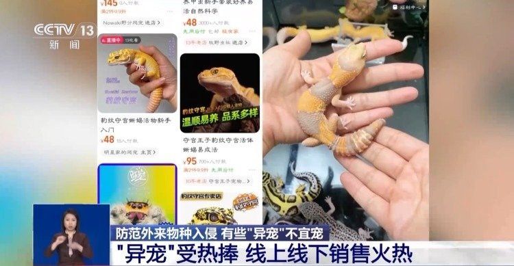 蜥蜴作為龍魚食物是否安全？