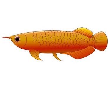 龍魚圖片壁紙卡通畫 龍魚百科 第37張 龍魚圖片壁紙卡通畫 龍魚圖片壁紙卡通畫 龍魚百科 第37張