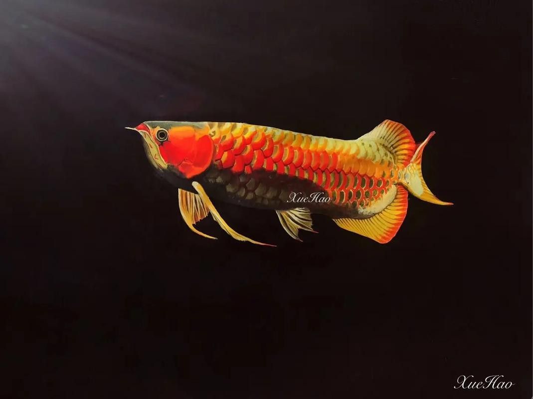 龍魚圖片壁紙卡通畫 龍魚百科 第41張 龍魚圖片壁紙卡通畫 龍魚圖片壁紙卡通畫 龍魚百科 第41張
