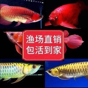 哪里能買到金龍魚幼苗：購買金龍魚幼苗有多個途徑購買金龍魚幼苗有多個途徑 哪里能買到金龍魚幼苗：購買金龍魚幼苗有多個途徑購買金龍魚幼苗有多個途徑 龍魚百科 第3張
