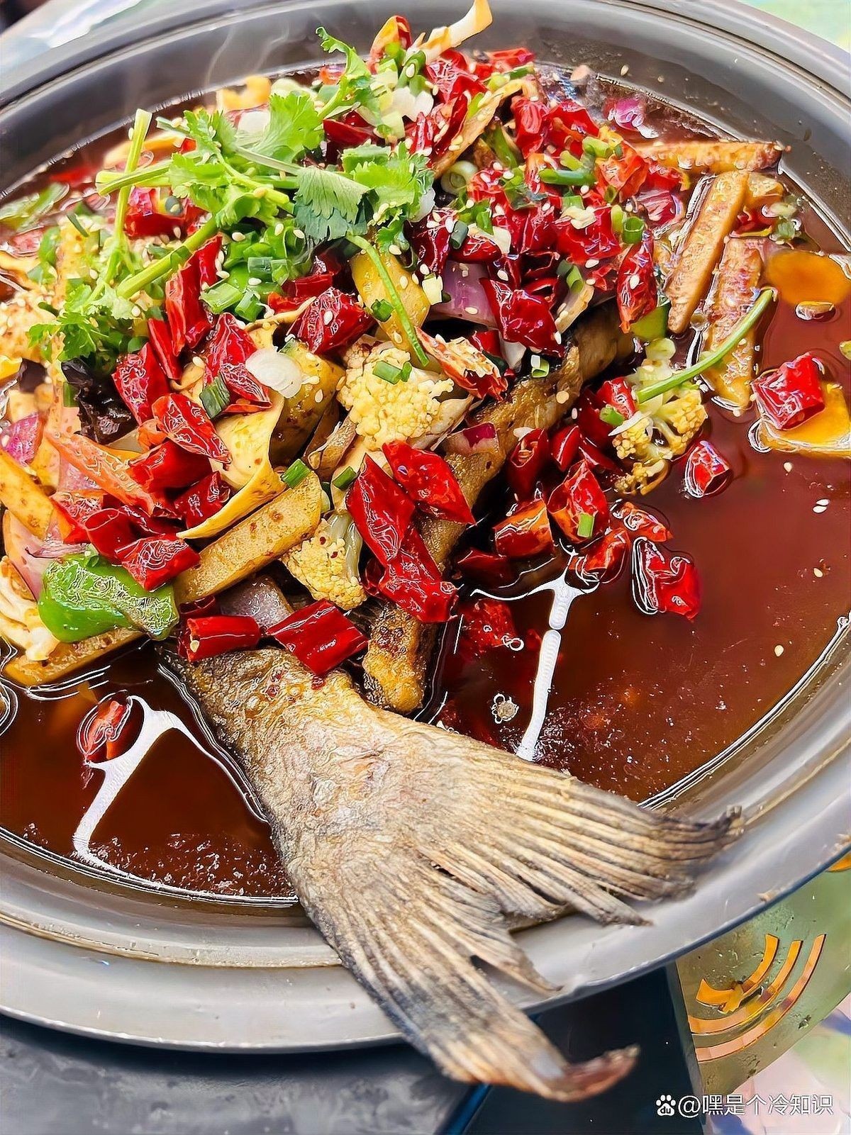 黔龍魚(yú)是什么魚(yú)？