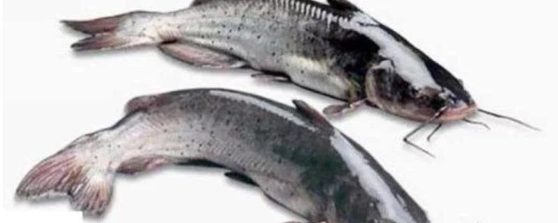 黔龍魚(yú)是什么魚(yú)？