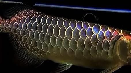 龍魚是哪里的品種魚圖片