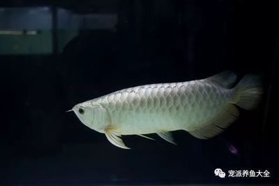 如何選擇銀龍魚（如何挑選銀龍魚？）