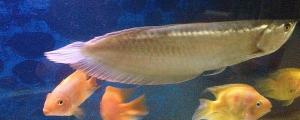 如何選擇銀龍魚（如何挑選銀龍魚？）