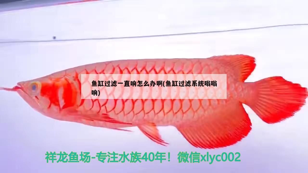 魚(yú)缸過(guò)濾一直響怎么辦啊(魚(yú)缸過(guò)濾系統(tǒng)嗡嗡響)