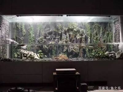 龍魚精養缸水位多高：龍魚精養缸水位管理的關鍵信息龍魚精養缸水位管理