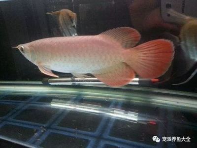 龍魚精養(yǎng)缸水位多高：龍魚精養(yǎng)缸水位管理的關(guān)鍵信息龍魚精養(yǎng)缸水位管理