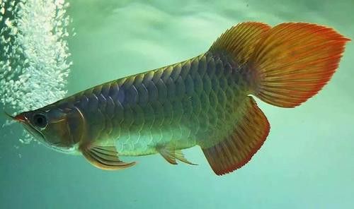 金龍魚發(fā)色過程分析圖片 金龍魚發(fā)色過程分析圖片 龍魚百科 第29張